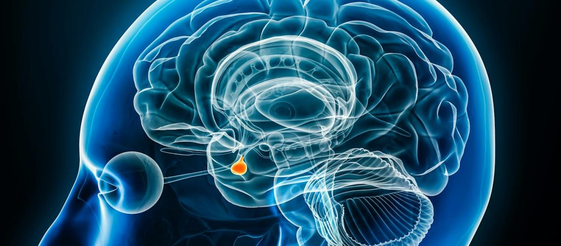 L'hypophyse, une petite glande qui tire les ficelles